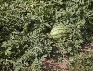 imagen La poda o desmoche de la planta de la sandía