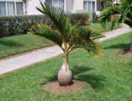 imagen La palmera botella