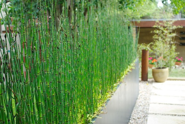 Plantas para diseñar el jardín 1