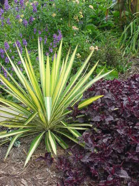 Plantas para diseñar el jardín 2