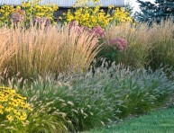 imagen Plantas que nos pueden ayudar en el diseño del jardín