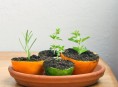 imagen Semilleros con cáscara de naranja