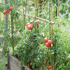 Entutorado de los tomates 1.jpg