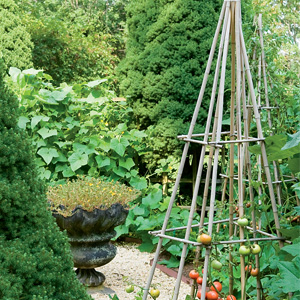 Sistemas de entutorado de los tomates