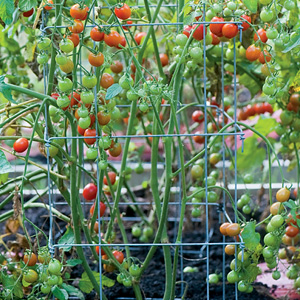 Entutorado de los tomates 4.jpg