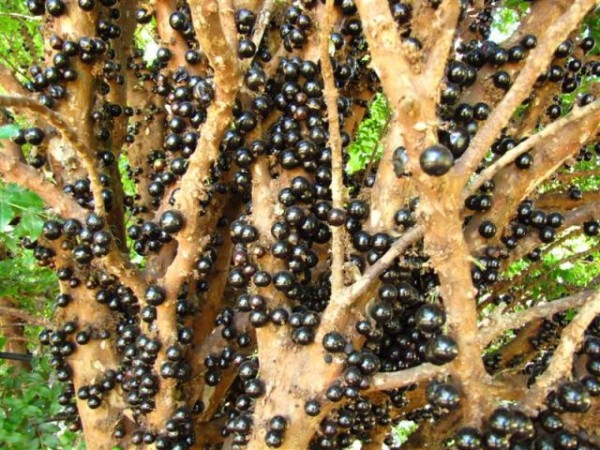 La jaboticaba 1