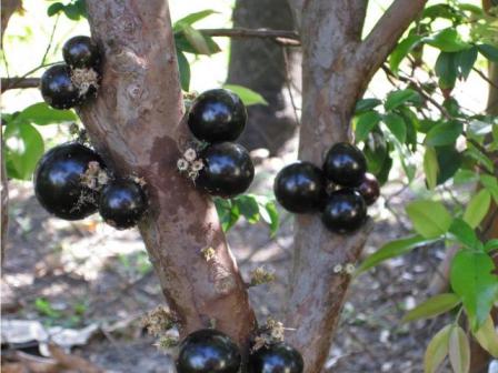 La jaboticaba 4