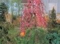 imagen Versiones más pequeñas de grandes plantas favoritas