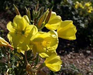 12-evening-primrose