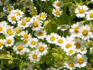 14-Feverfew