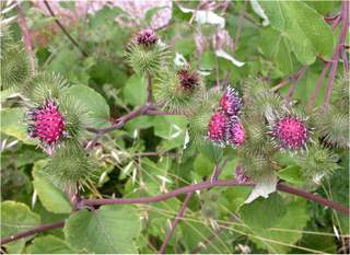 2-great-burdock