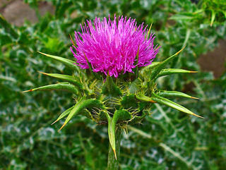 5-milk-thistle