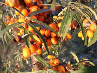 9-Sea-buckthorn-oliv