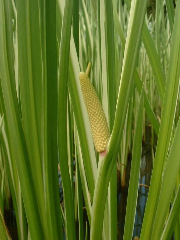 Acorus calamus variegata 1