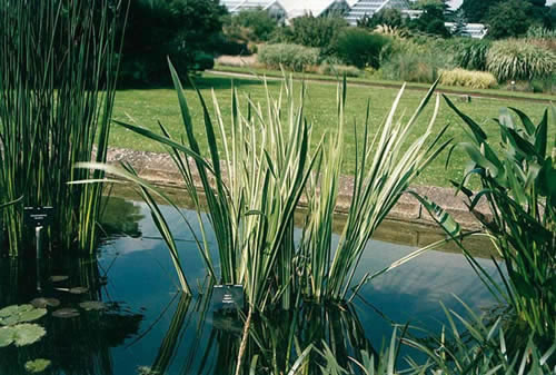 Acorus calamus variegata 2