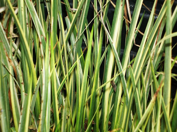 Acorus calamus variegata 3