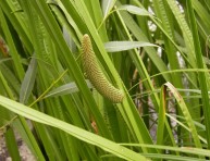 imagen Plantas acuáticas: Acorus Calamus