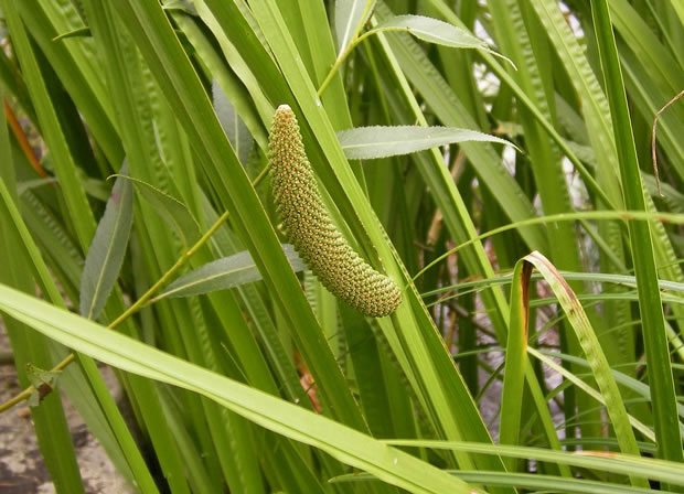 Acorus calamus variegata 4