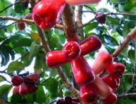 imagen Conoce la manzana de agua o manzana malaya