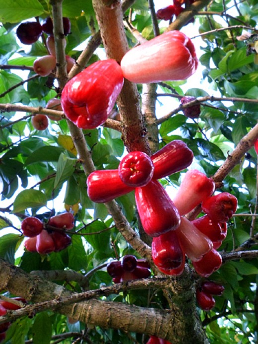 Manzana de agua o manzana malaya 1