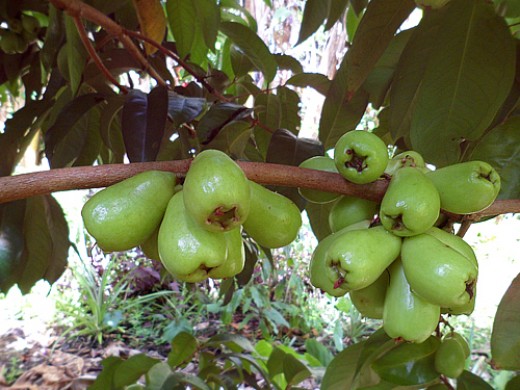 Manzana de agua o manzana malaya 2