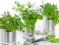 imagen 14 plantas para cultivo medicinal – Parte I