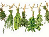 imagen 14 plantas para cultivo medicinal – Parte II