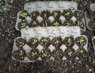 imagen Cultivo de hojas verdes en cartones de huevo