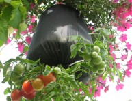 imagen Cultivo invertido de tomate en una bolsa DIY