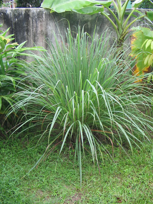 Cultivo y usos de planta de citronela 3