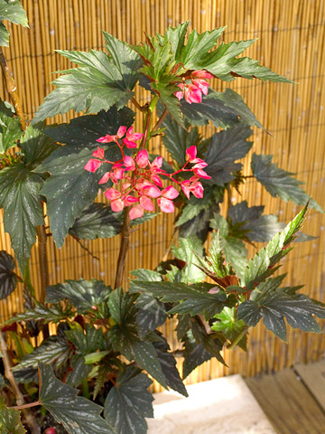 Flores tropicales para tu jardín 2