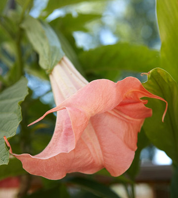 Flores tropicales para tu jardín 4