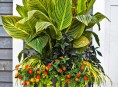 imagen Las mejores flores tropicales para tu patio