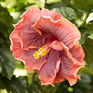 Flores tropicales para tu jardín 6
