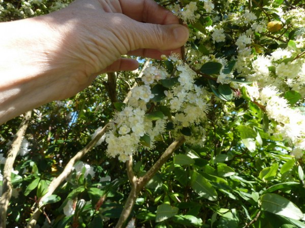 Por qué hay plantas que son aromáticas 1