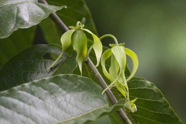 Por qué hay plantas que son aromáticas 3