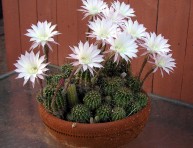 imagen Echinopsis oxygona: un cactus de floración espectacular