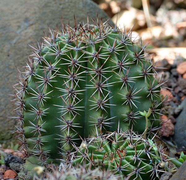 Echinopsis oxygona 2