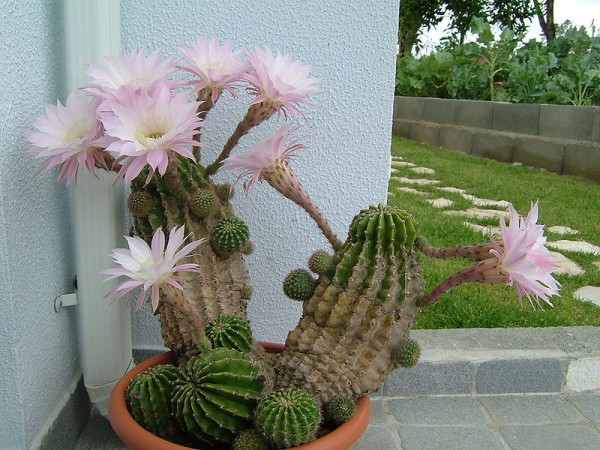 Echinopsis oxygona 3