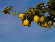 imagen El membrillo: la carne del otoño