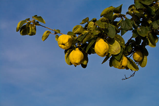 Árbol de membrillo 4