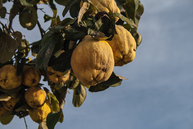 Árbol de membrillo 5