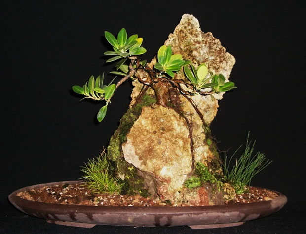 Bonsai en roca 2