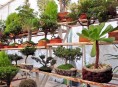 imagen Vegetación para bonsáis: maleza a ras de suelo