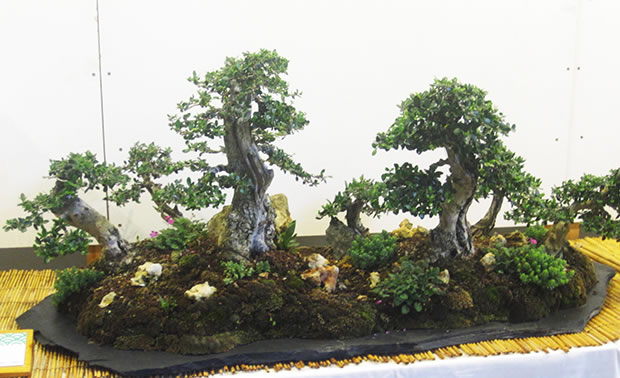 Bonsai 4