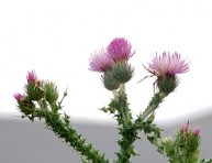 imagen El cardo borriquero: una planta silvestre con valor ornamental