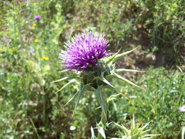 cardo borriquero 2