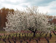 imagen Árboles frutales: el cerezo