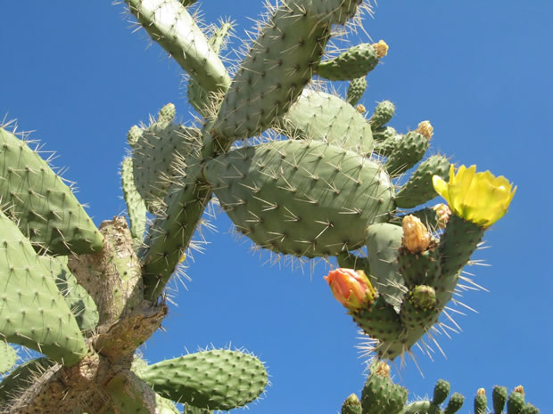 Cactus chumbera 1