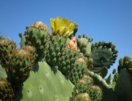 imagen El cactus mesoamericano Chumbera